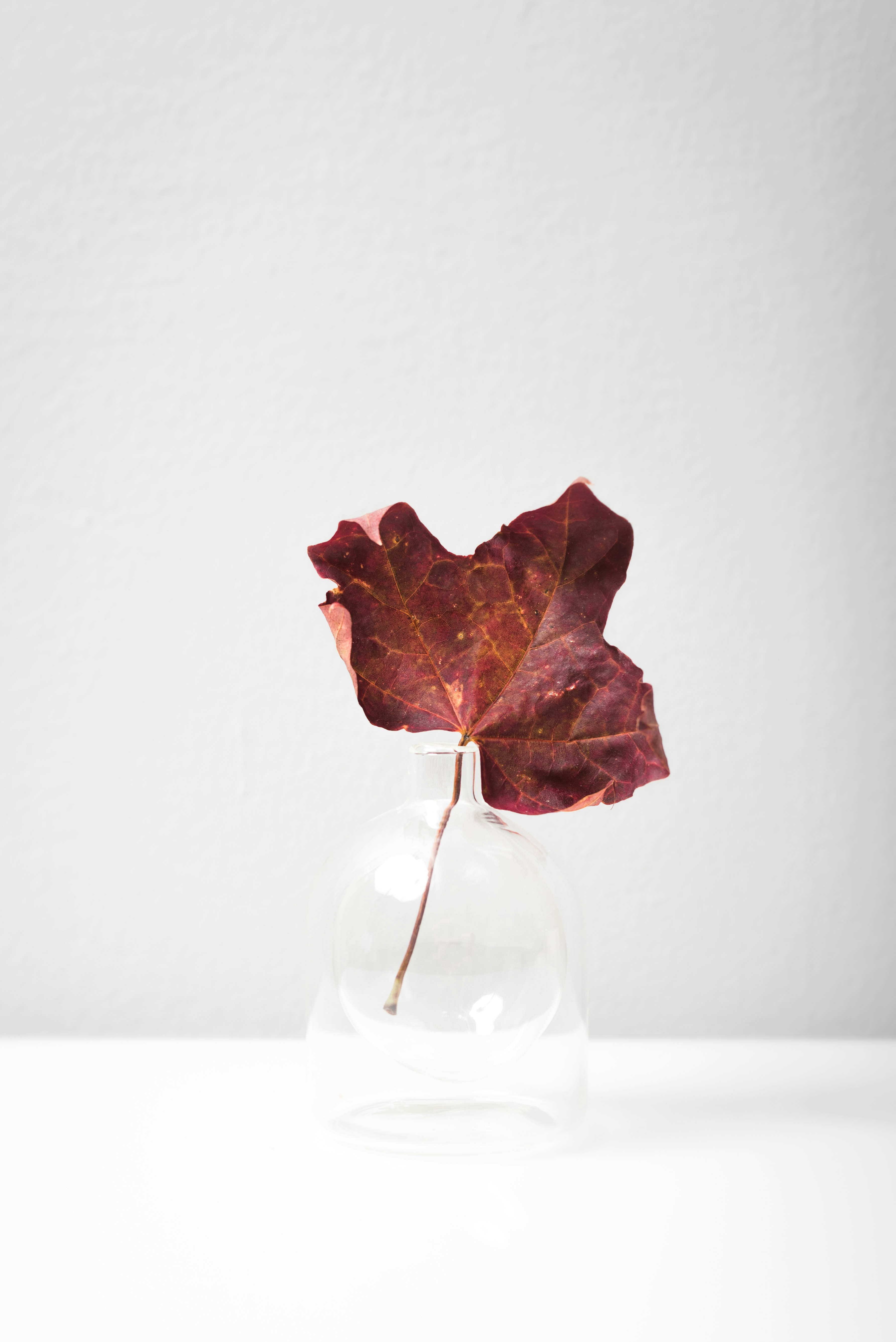 red maple leaf on clear glass bottle